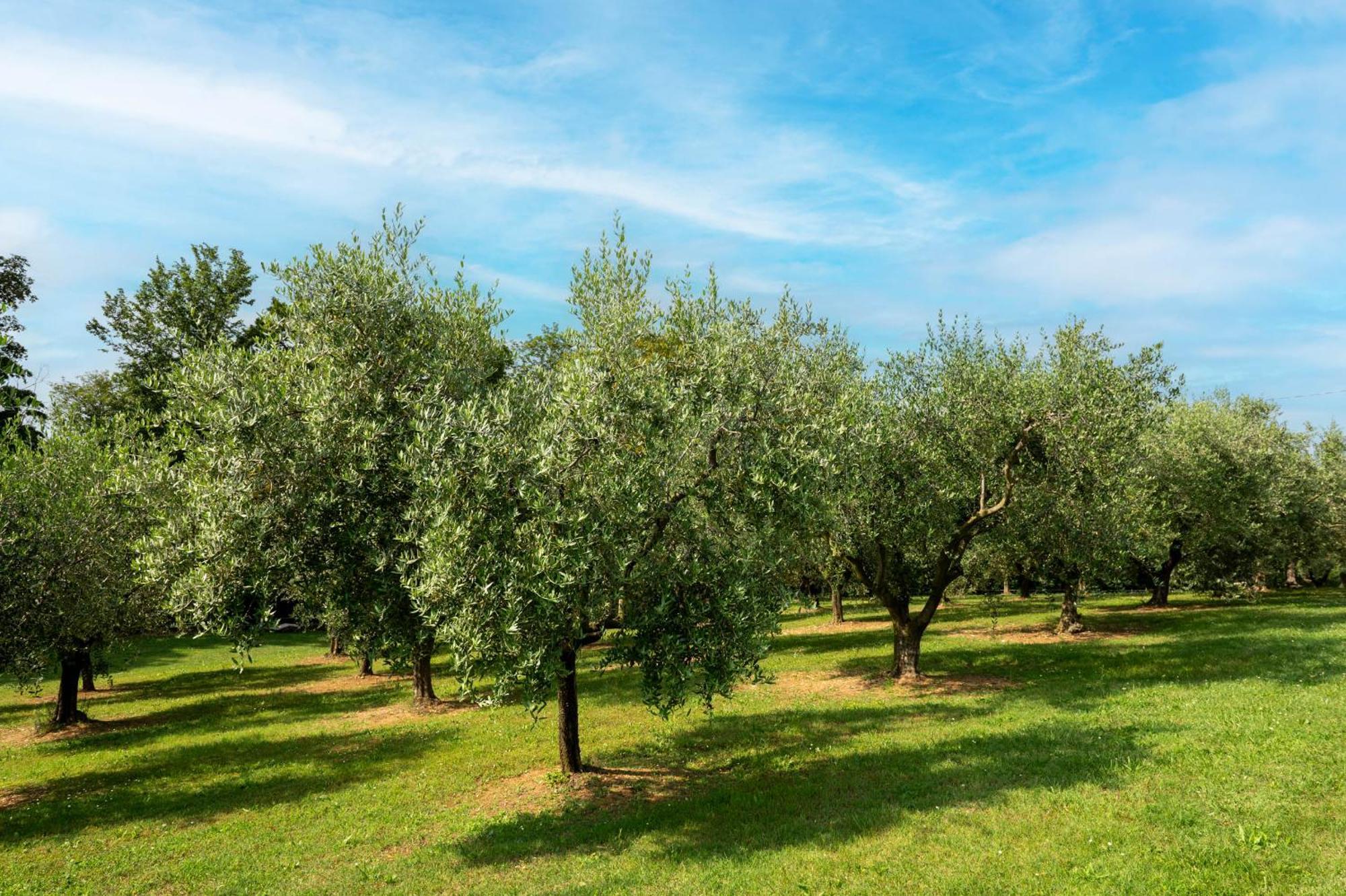 Agriturismo Terre Bianche 테올로 외부 사진